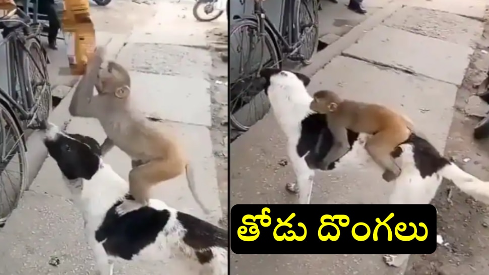 Funny Video: చిప్స్ దొంగలించడానికి కోతికి సాయం చేస్తున్న కుక్క... వైరల్ అవుతున్న వీడియో