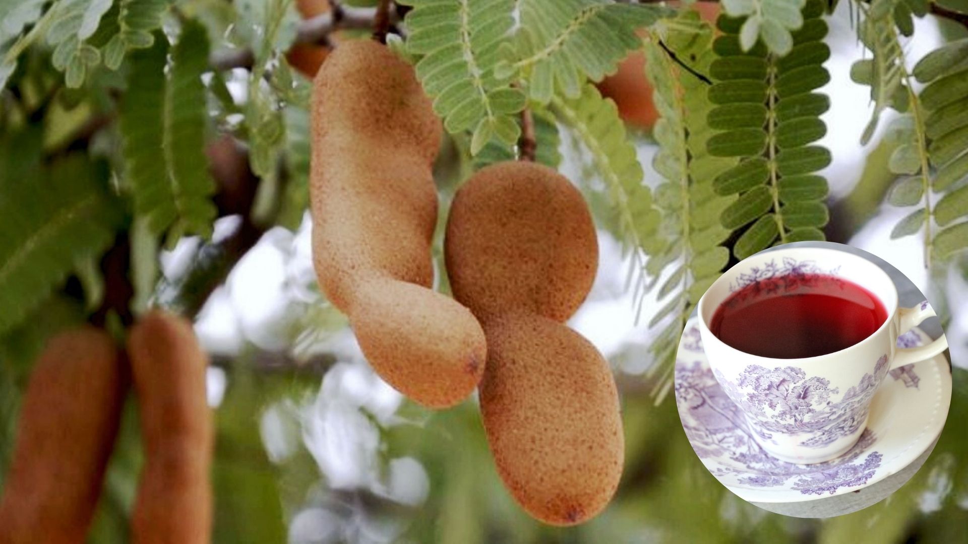 Tamarind Leaf Tea Benefits Have You Ever Drink Tamarind Leaf Tea You