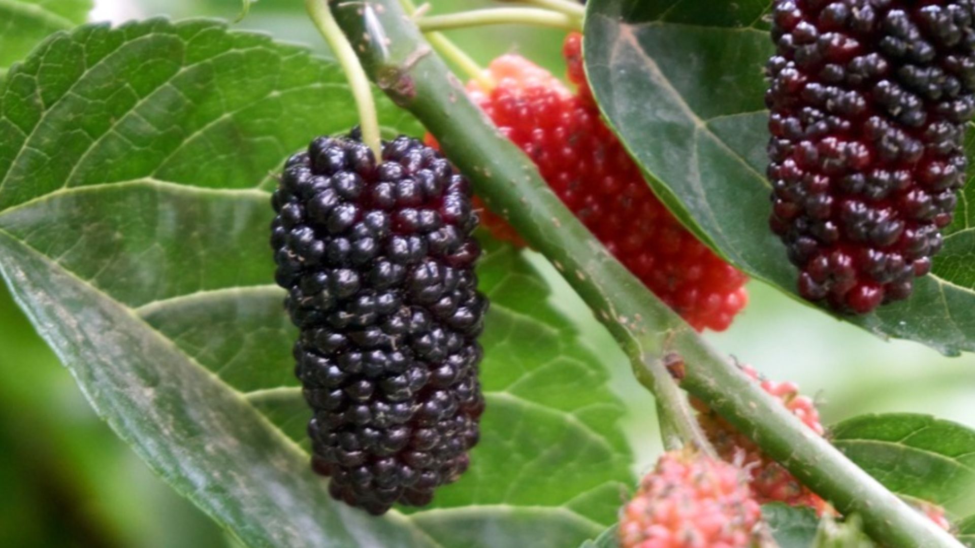 Mulberry leaves discount in telugu