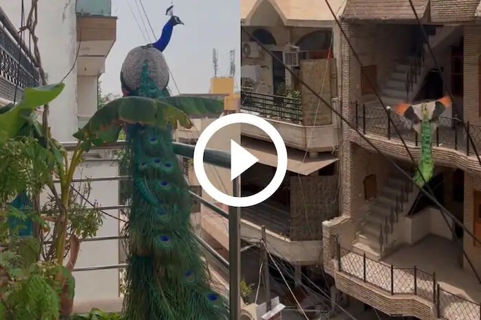 Peacock video viral: అందమైన అతిధి..అనుకోకుండా వచ్చింది..మరో ఇంటికి తరలింది, వీడియో వైరల్