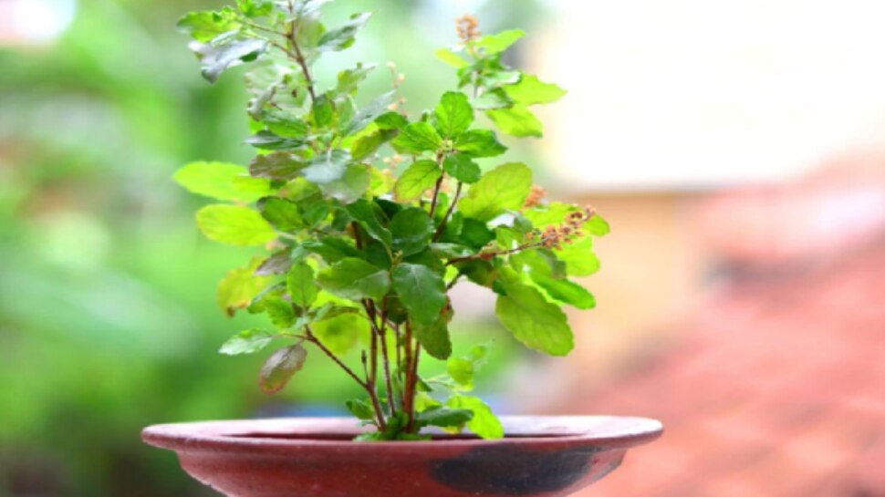 Lucky Plants by Vastu: ఇంట్లో తులసితోపాటు ఈ పవిత్రమైన మొక్కలను కూడా నాటండి...ఇక చూస్కోండి మీకు లక్కే లక్కు!