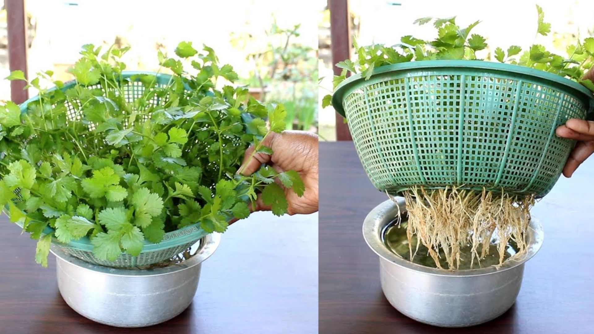 Grow Coriander Leaf At Home: కొత్తిమీరను పెంచడానికి వివిధ మార్గాలు..ఇంటి ఏరియాలో ఇలా సులభంగా పెంచండి..!!