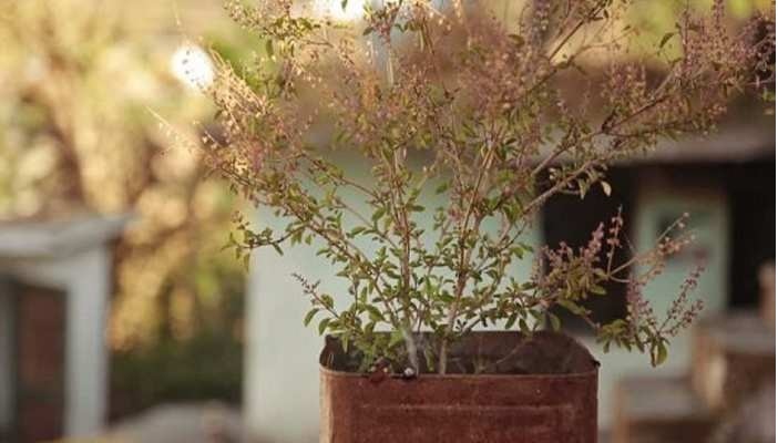 Tulsi Plant: తులసి మొక్క ఎండితే అరిష్టమేనా..మరి ఎండిపోకుండా ఏం జాగ్రత్తలు తీసుకోవాలి