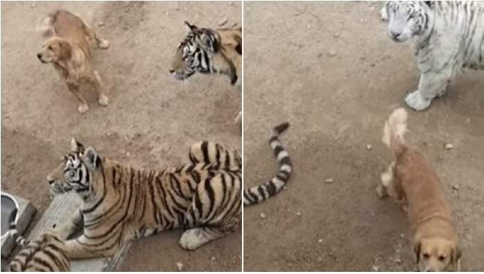 Dog and Tigers Video: పులుల గుంపులో సింగిల్‌గా గ్రామ సింహం, ఆ దర్జా చూస్తే ఫిదా