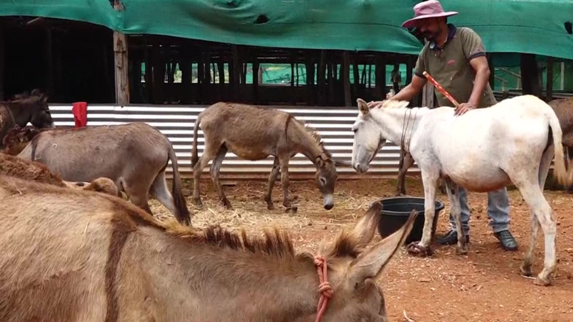 Donkey Milk Farm: సాఫ్ట్‌వేర్‌ ఉద్యోగం వదిలేసి.. గాడిదలు పెంచుకుంటున్నాడు! లక్షలు సంపాదిస్తున్నాడు