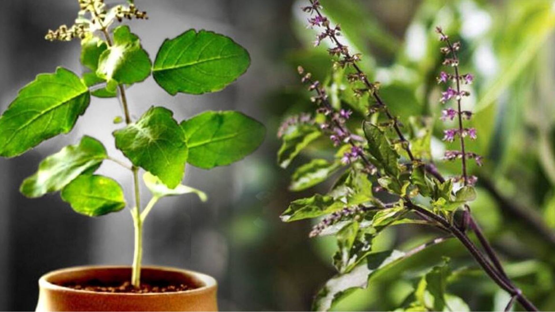 Tulsi Uses And Benefits When The Basil Plant Dries Frequently Add