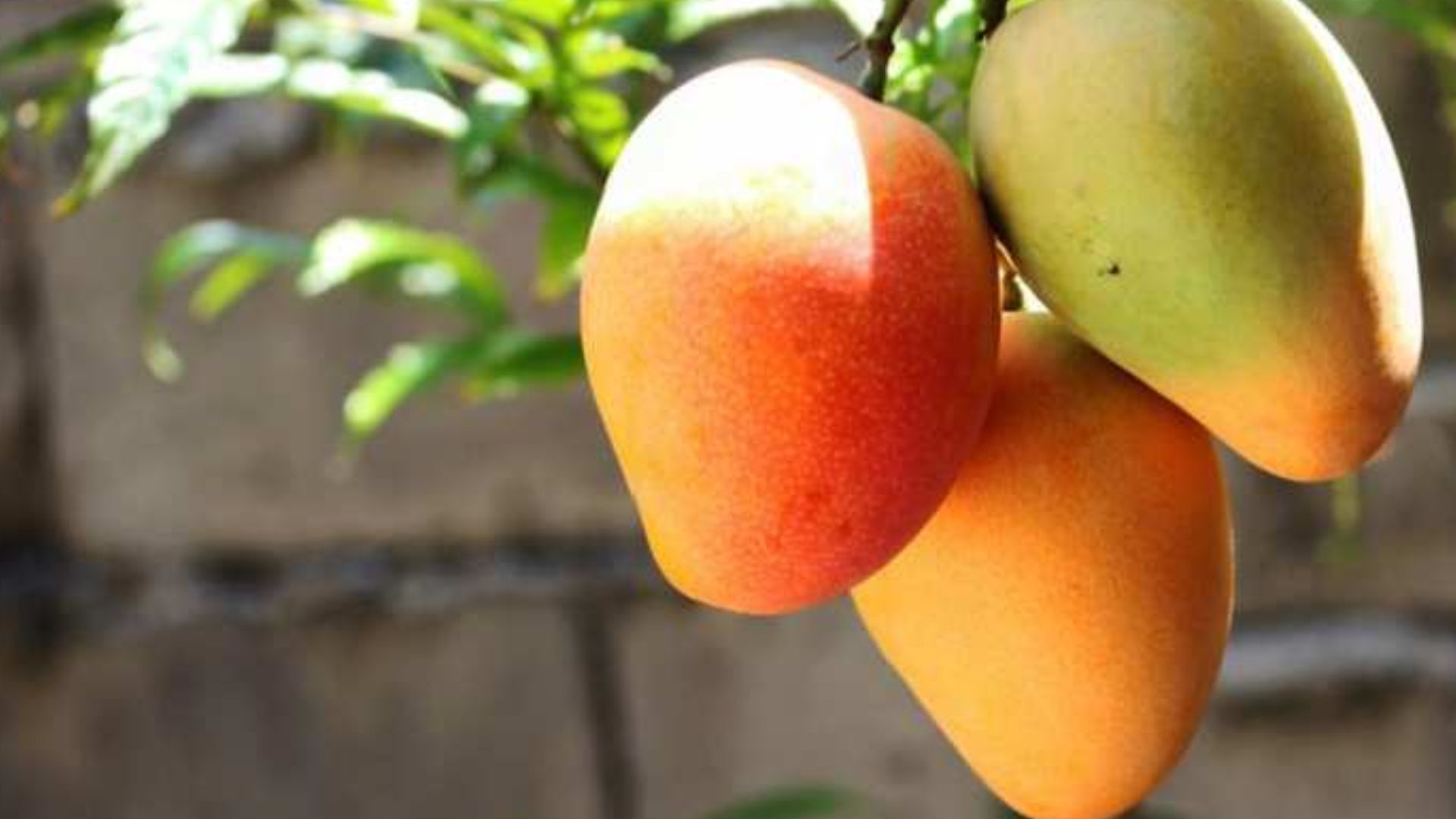 Mango Weight Loss Tips Eat Mango's for Weight Loss, Here is Mango