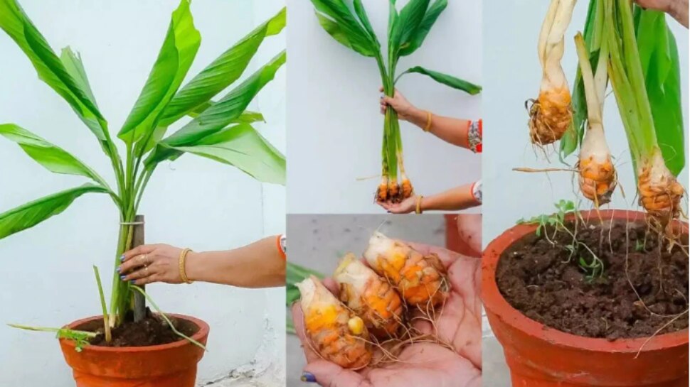 Vastu Tips for Haldi Plant: ఇంట్లో పసుపు మెుక్కను నాటడం శుభప్రదమా? వాస్తు శాస్త్రం ఏమి చెబుతుంది?