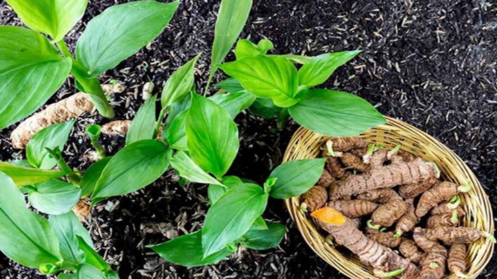 Vastu Tips For Turmeric plant:  పసుపు మొక్కను ఈ దిశలో నాటండి, ఇంట్లో డబ్బుకు లోటు ఉండదు!