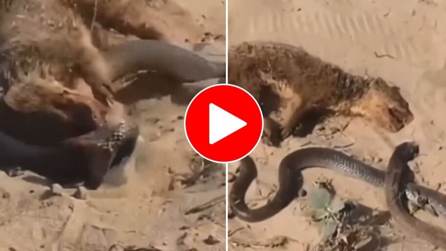 King Cobra vs Mongoose real Fight Video: Mongoose attacks on King Cobra ...