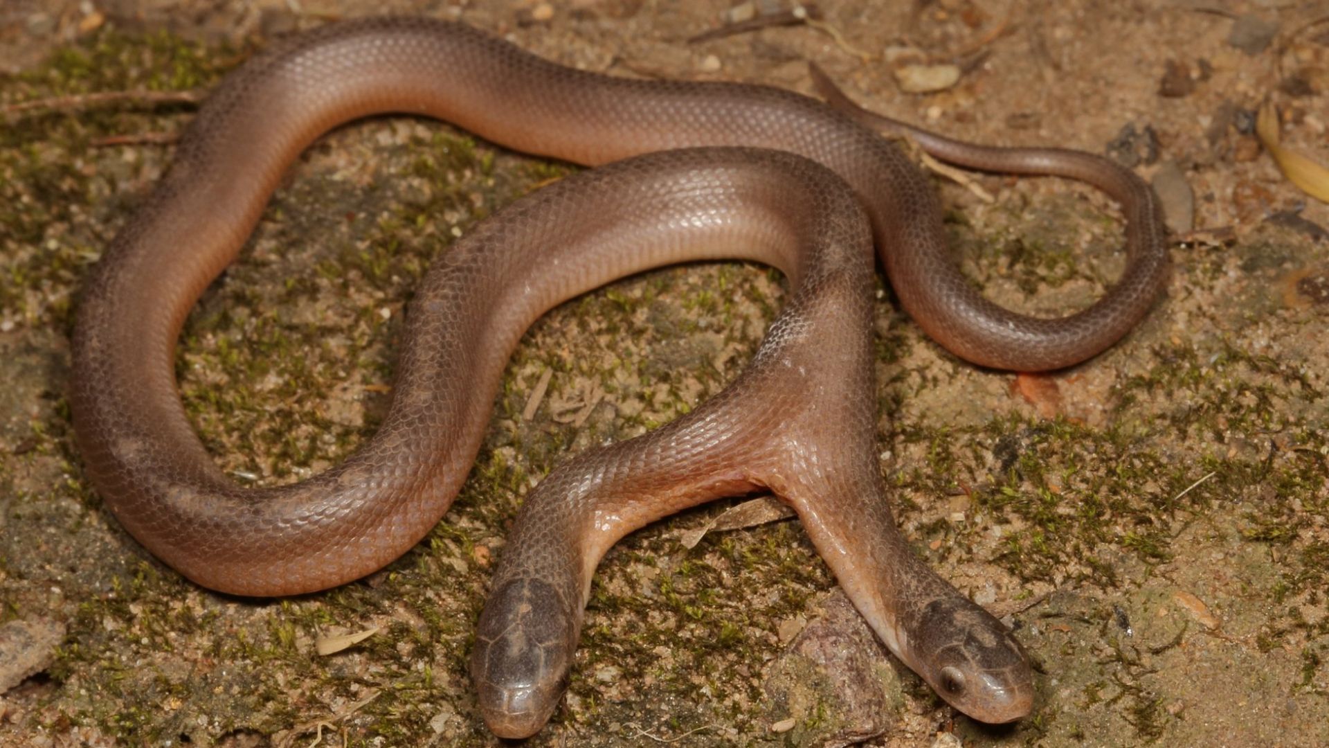 Two-Headed Snake: అత్యంత అరుదైన రెండు తలల పాము.. గతంలో ఎప్పుడూ చూసుండరు!