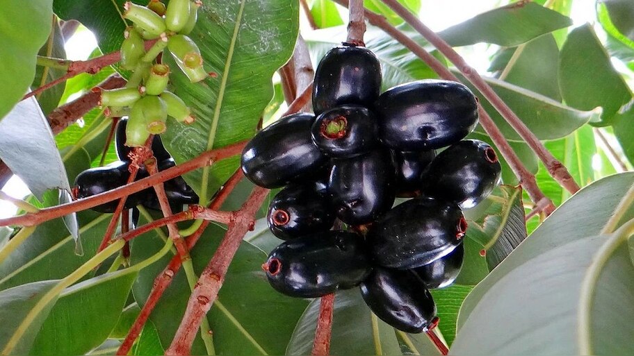 drinking water after eating jamun fruit is good or bad for health ...
