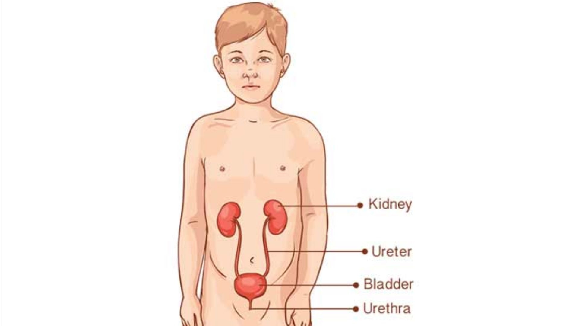 Nephrotic Syndrome Meaning In Telugu