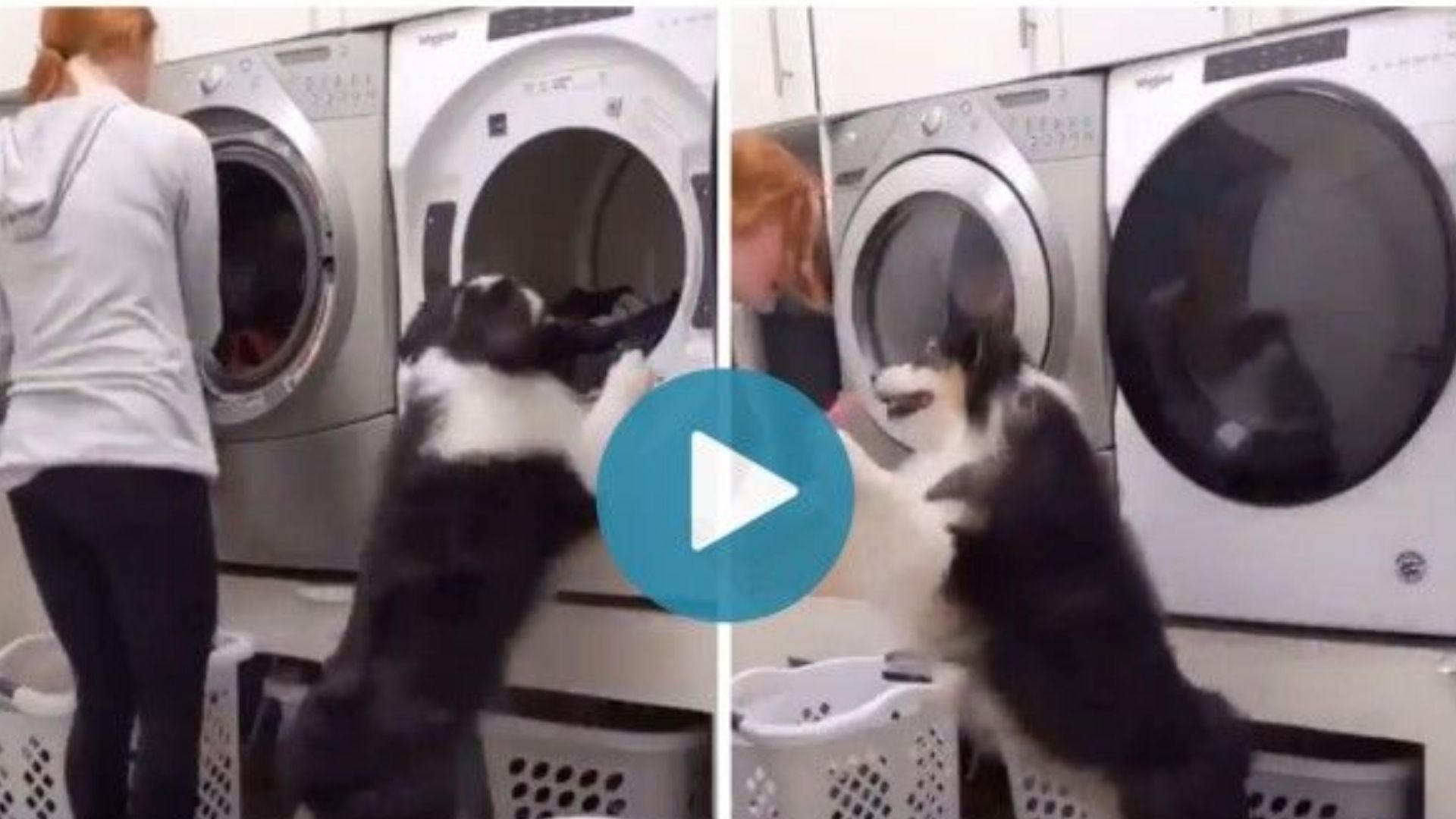 Puppy Funny Video: Dog washing clothes in Laundry and Helps Woman ...