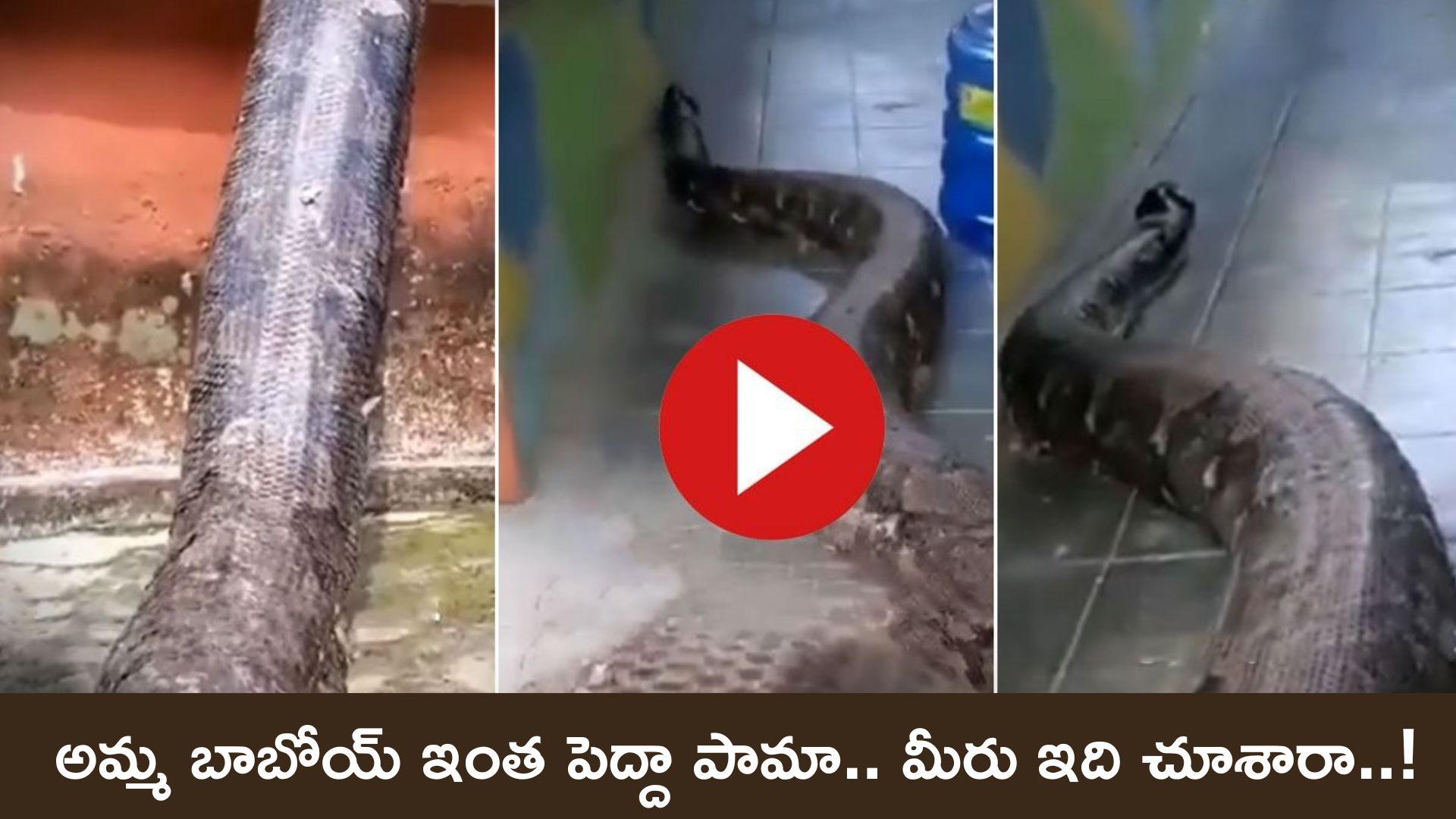 Viral Video Today Anaconda Snake Towards The Population Area The Video