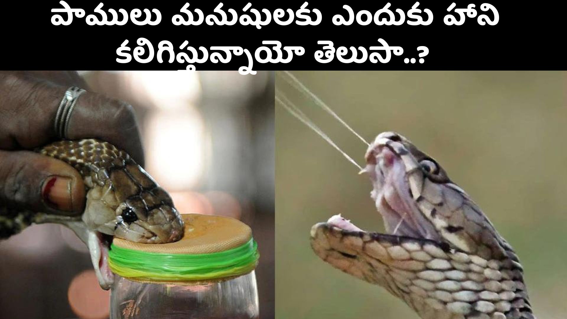 World Snake Day 2022: పాములు మనుషులకు ఎందుకు హాని కలిగిస్తున్నాయో తెలుసా.. ప్రపంచ పాముల దినోత్సవం సందర్భంగా స్పెషల్‌ స్టోరీ