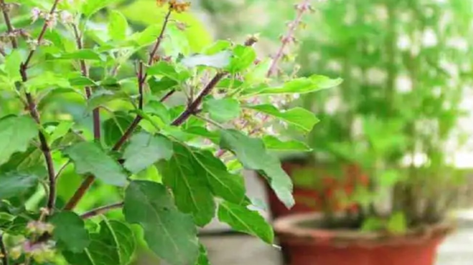 Tulsi Vastu Tips:  తులసి చెట్టుకు నీరు పోసేటప్పుడు ఈ మంత్రం పఠిస్తే.. మీ ఇంట కనకవర్షమే..