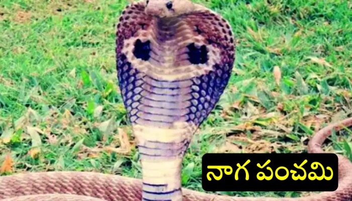 Naga Panchami Date: నాగపంచమి తేదీ, పూజా సమయం ఎప్పుడు, ఏం చేయకూడదు