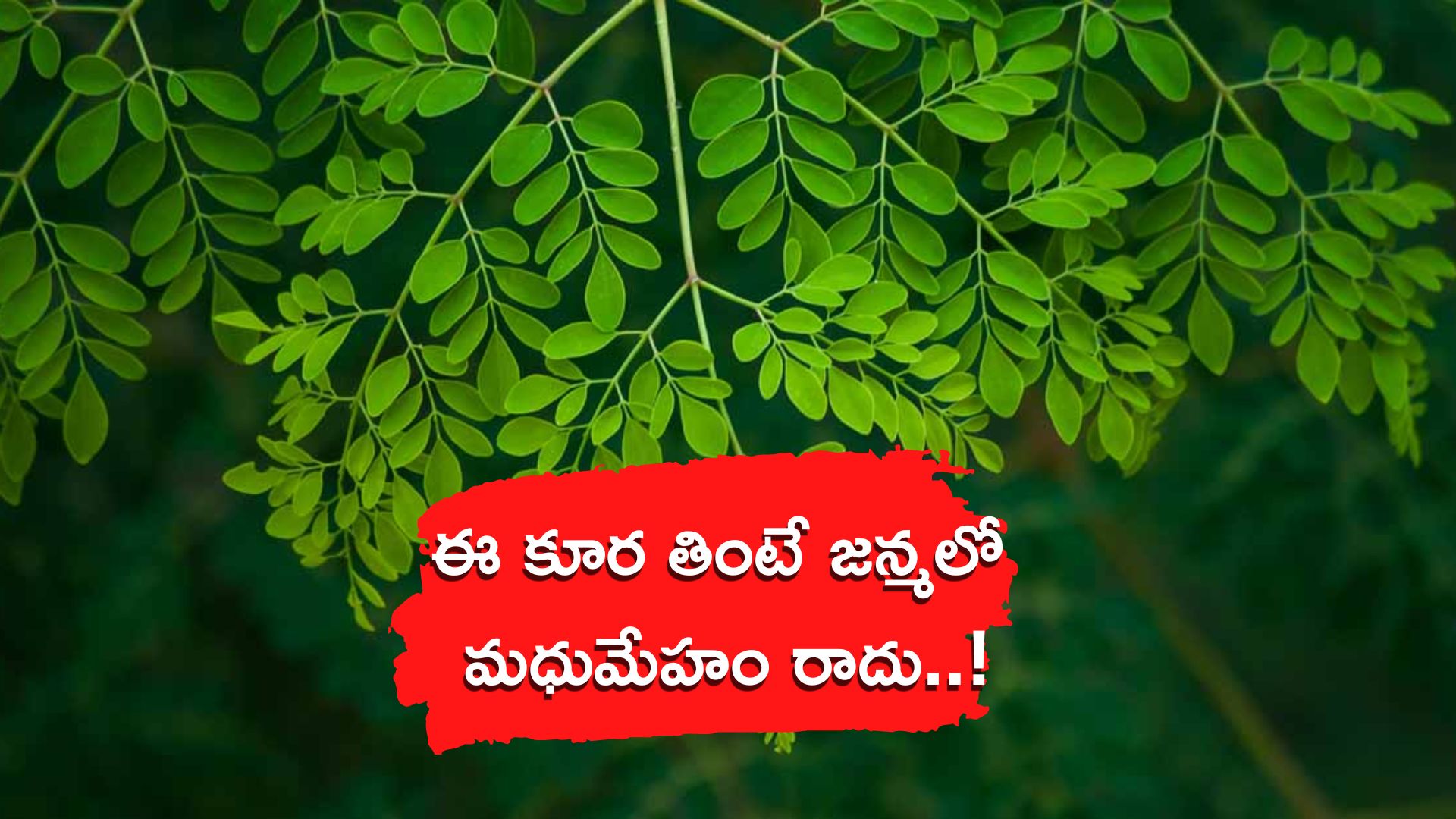 Drumstick Leaves Benefits Diabetes Can Be Rid In 5 Days By Eating