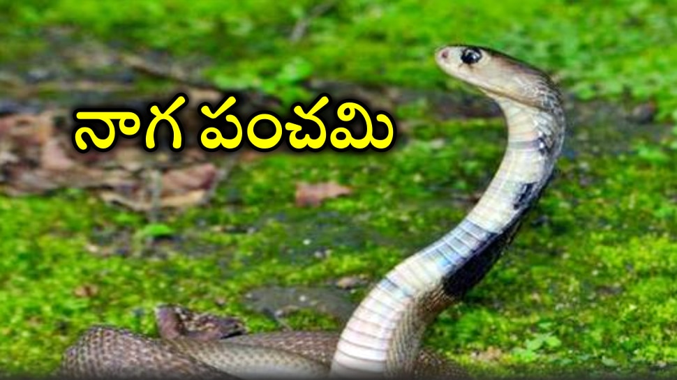 Naga Panchami 2022: 30 ఏళ్ల తర్వాత నాగ పంచమి రోజు శివయోగం...ఇవాళ ఈ పని చేస్తే మీరు ధనవంతులవ్వడం పక్కా!