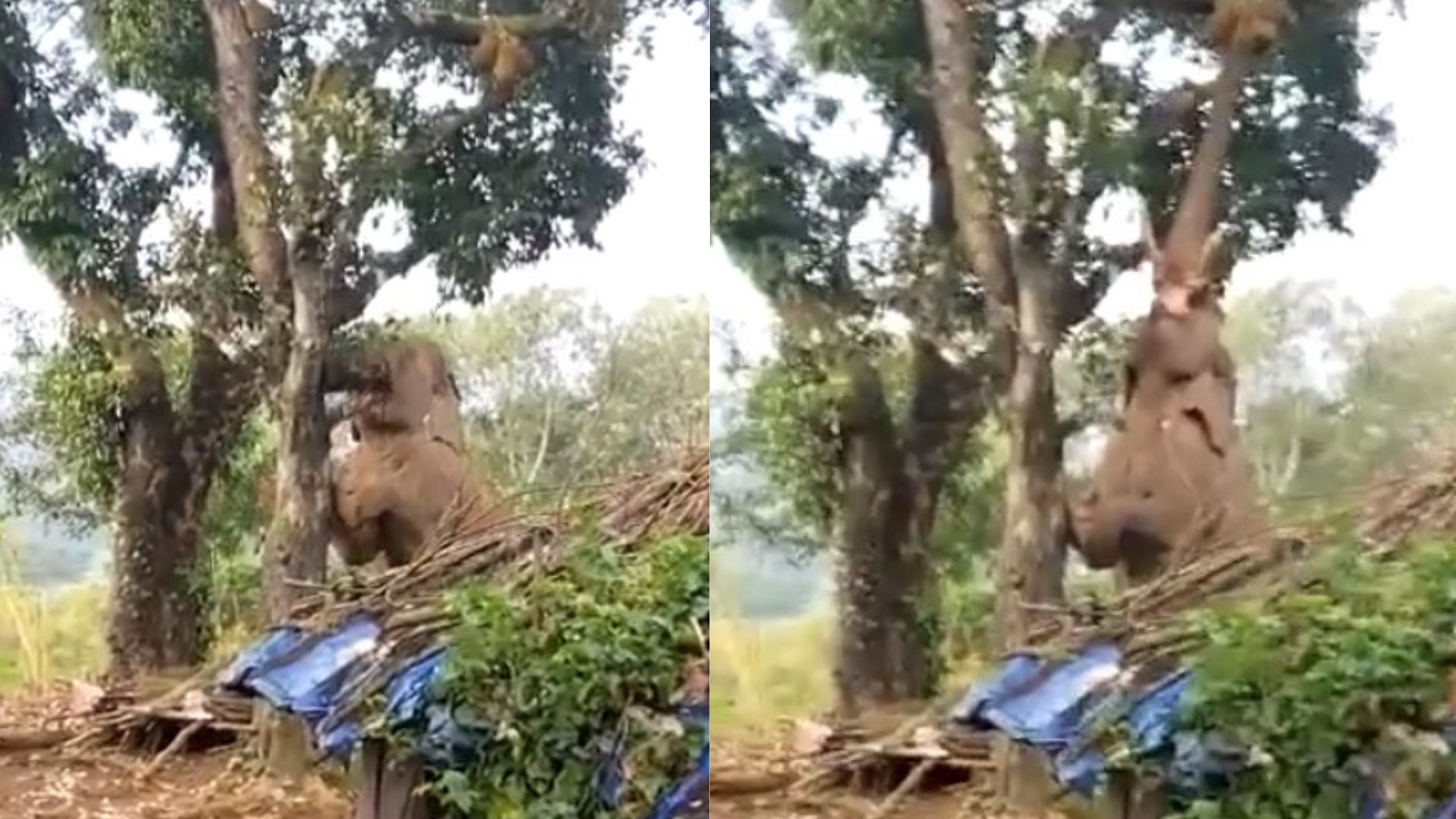 Elephant Vs Jackfruit: ఆకలితో ఉన్న ఏనుగు.. చెట్టెక్కిమరీ పనస పండ్లను తెంపి తినేసింది (వీడియో)