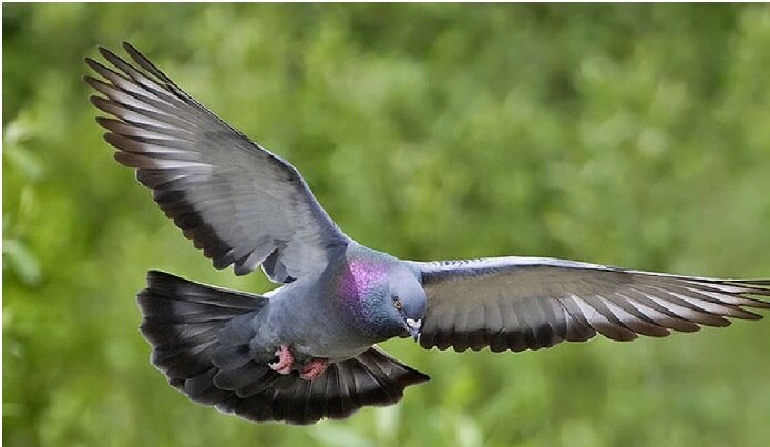 Pigeon Signs of Good Luck: మీ ఇంటికి పావురం తరచూ వస్తోందా..పావురం ఈకతో ఇలా చేస్తే అంతులేని సంపద మీదే