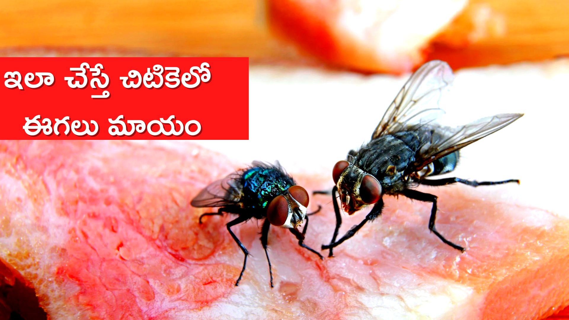 House Flies Home Remedies Apple Cider Vinegar Mint Basil Water And