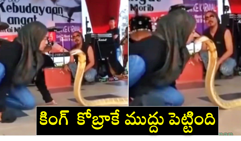 king cobra kissing video: బాప్ రే.. ఈ అమ్మాయి కింగ్  కోబ్రాకే కిస్ ఇచ్చింది, వీడియో వైరల్