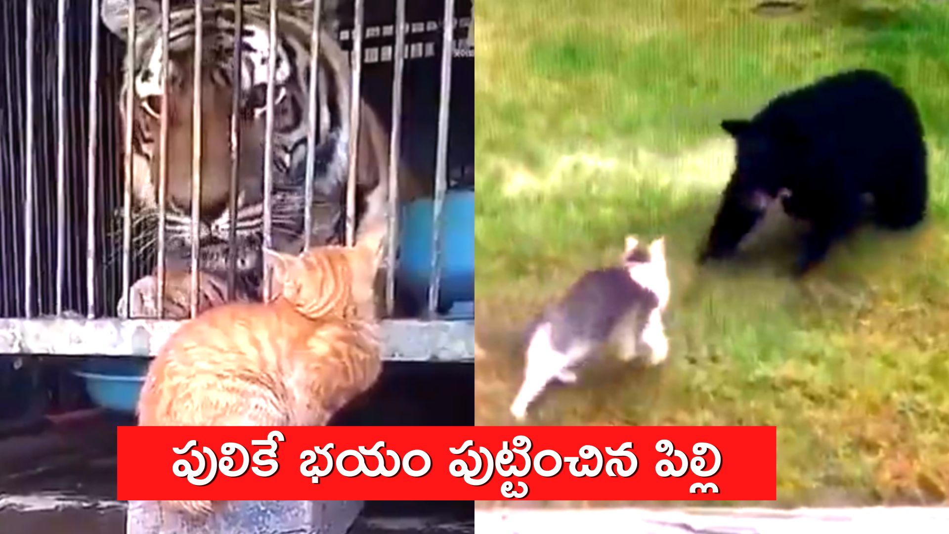 Viral Video Today: పులికే చుచ్చు పోయించిన పిల్లి.. మీరు చూస్తే ఆశ్చర్యపోతారు..!