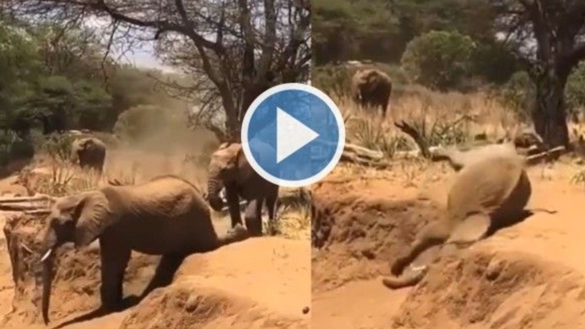 Elephant Viral Video: తల్లి ఏనుగు చెప్పినా వినని పిల్ల ఏనుగు.. వీడియో చూస్తే నవ్వు ఆపుకోలేరు!