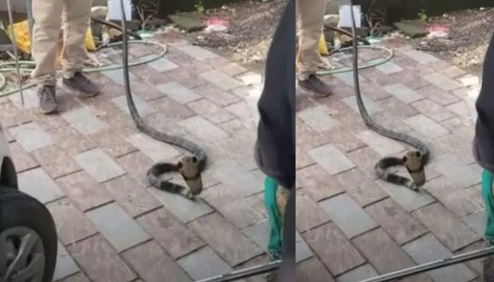 King Cobra Video: ఆ కారు యజమానికి దడ పుట్టించిన కింగ్ కోబ్రా.. వారం రోజులకు పైగా వాహనంలోనే.. 