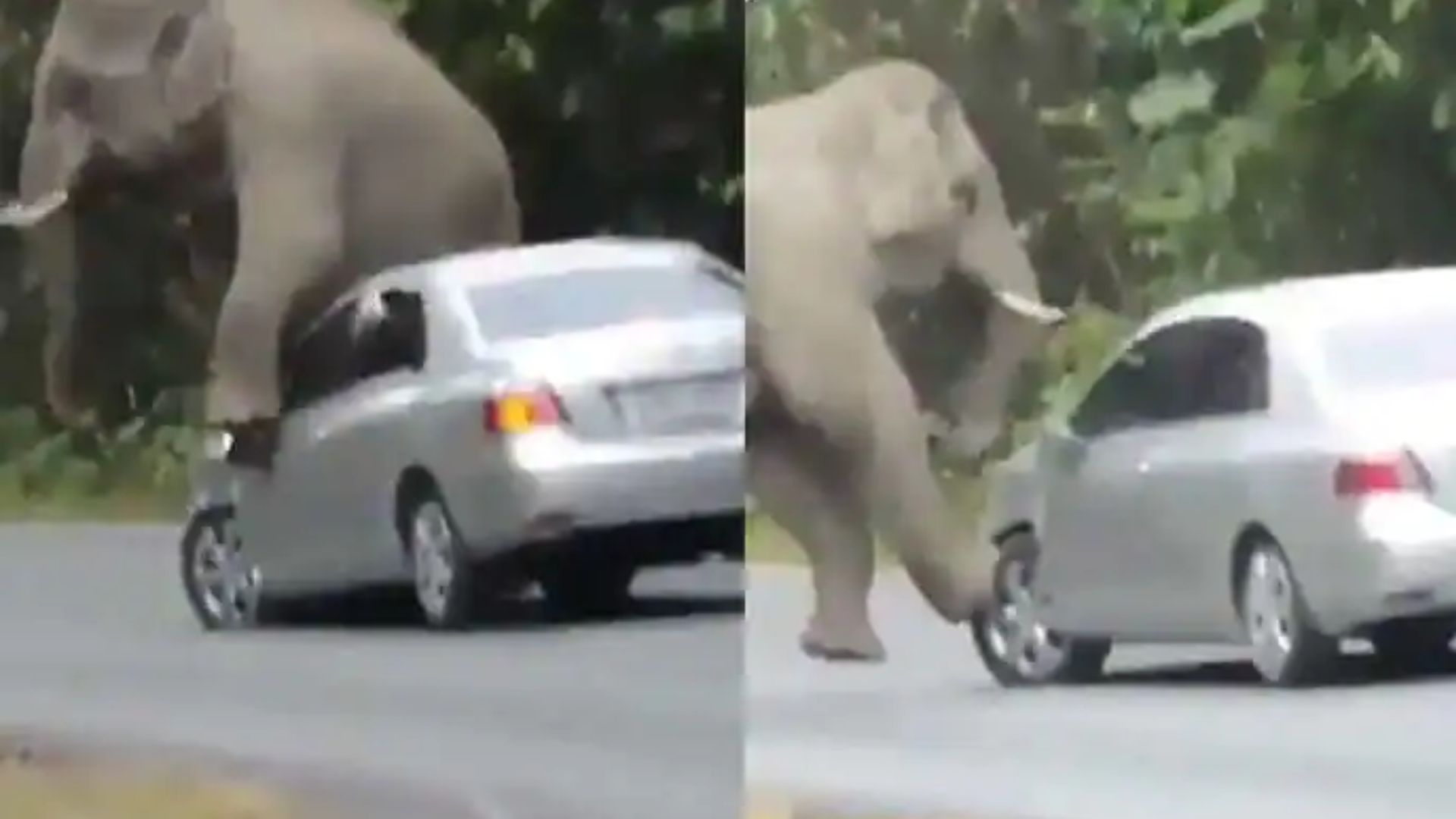 Elephant Car Viral Video: ఏనుగుకి దురద వేస్తే ఇట్లనే ఉంటది మరి.. వీడియో చూస్తే నవ్వు ఆపుకోలేరు!