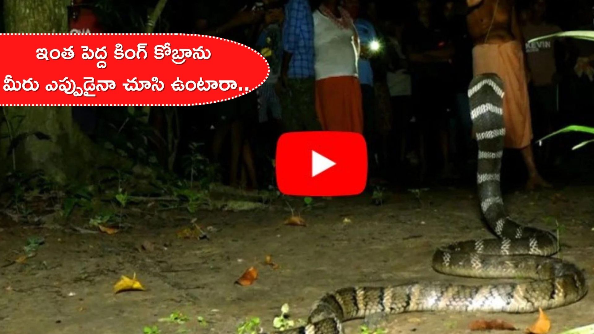 king cobra snake: Snake Catcher Mirza MD Arif Caught 12 feet Deadliest