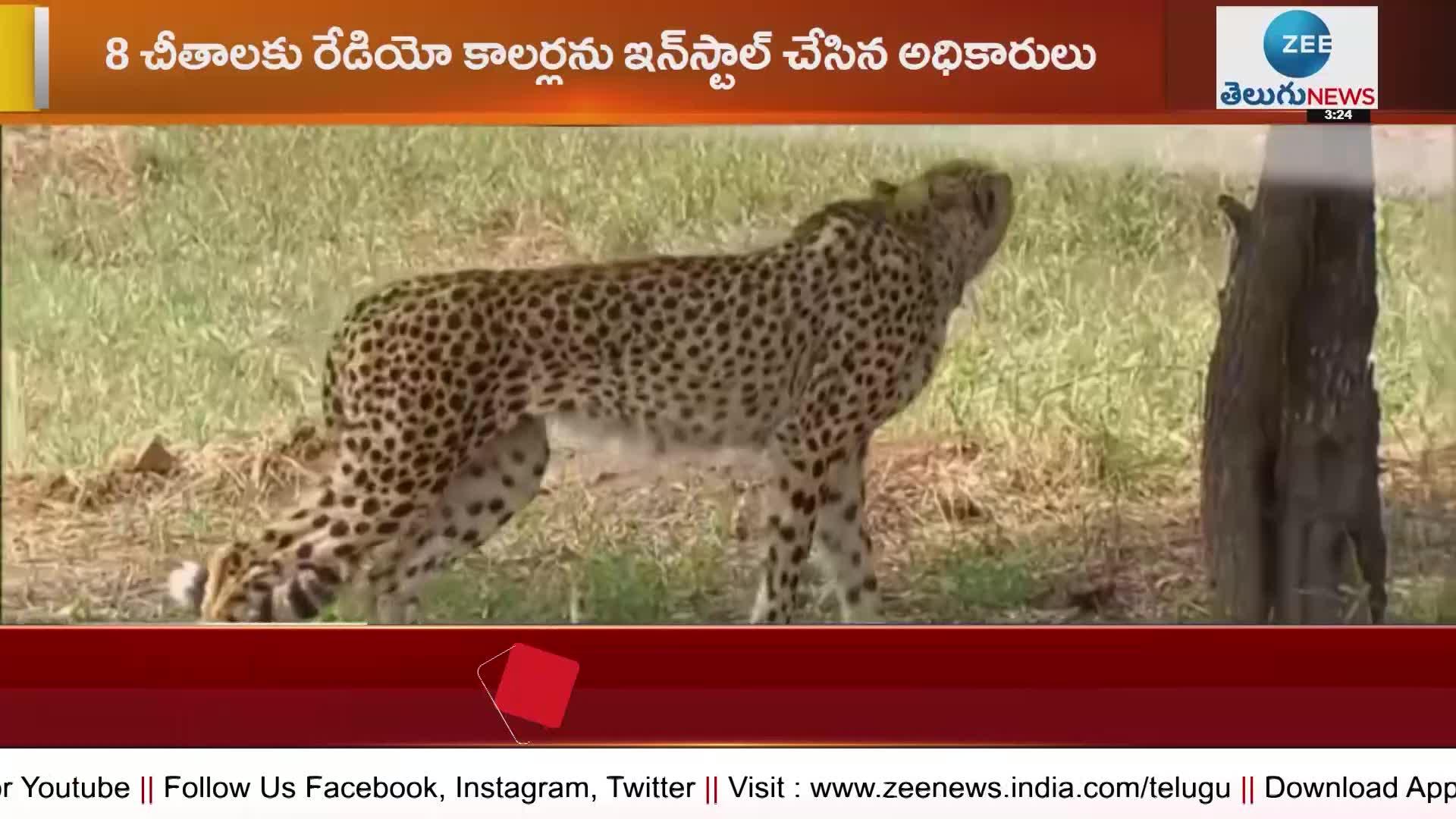 PM Modi releases namibian Cheetahs in to kuno national park in Madhya Pradesh