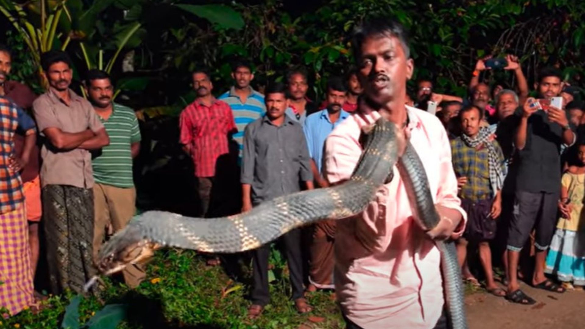 king-cobra-man-viral-video-snake-catcher-vava-suresh-caught-11ft-king