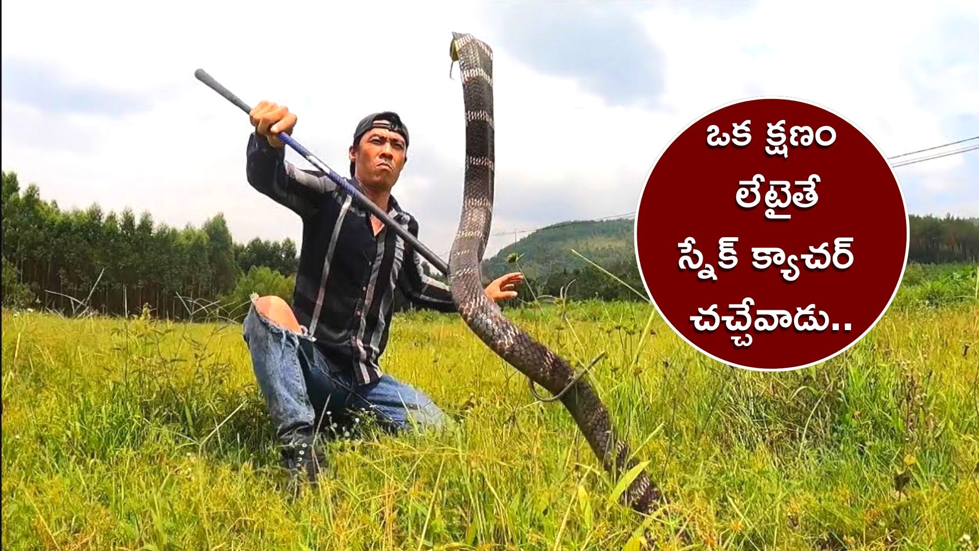 Black Mamba Snake Do You Know What Happened To Snake Catcher Who Tried