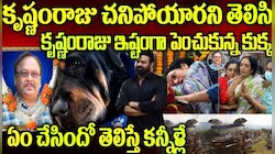 Krishnam Raju Pet: కృష్ణంరాజు మృతితో ఆయన పెంపుడు కుక్క చేసిన పని తెలిస్తే షాక్!