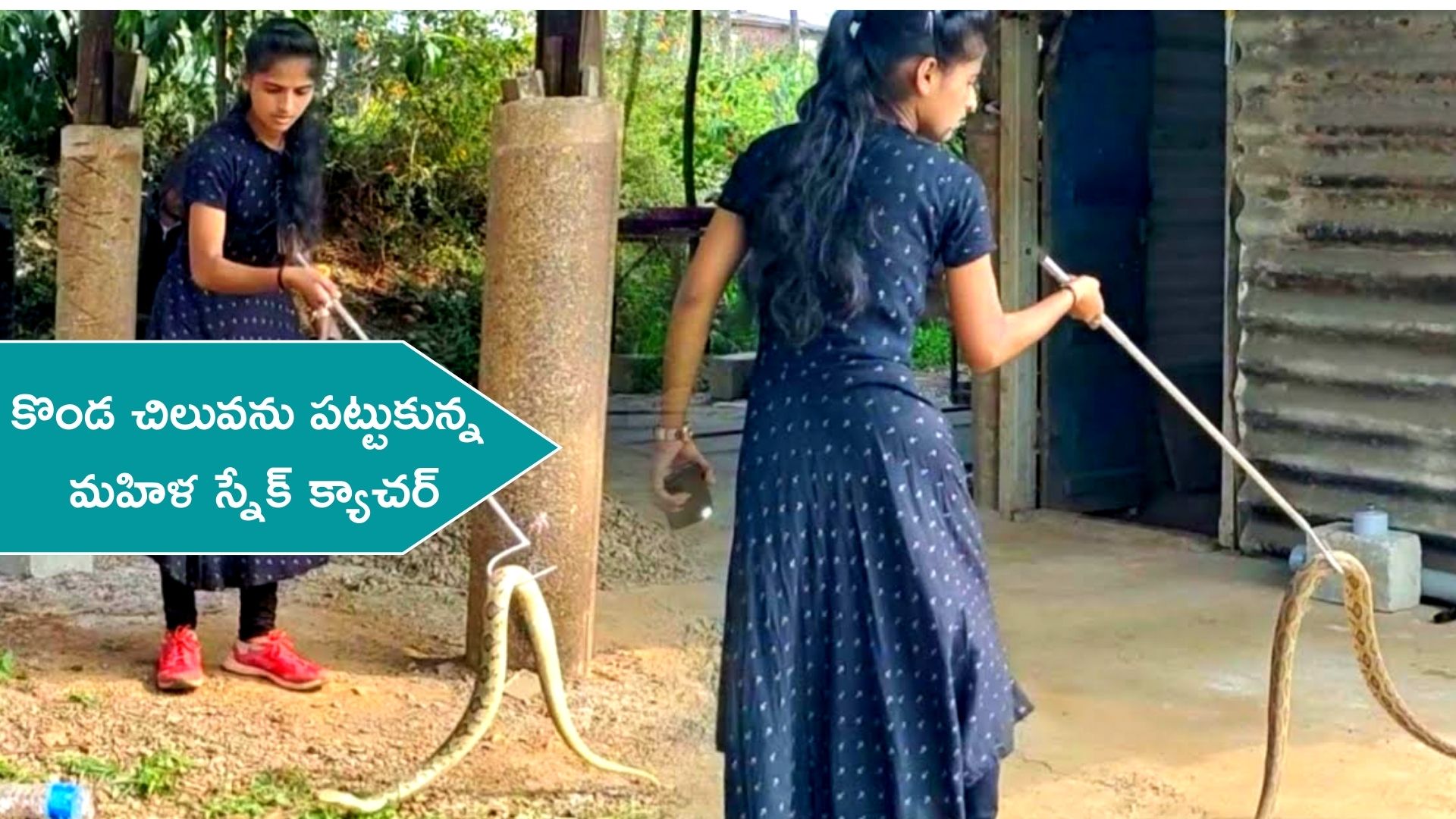 Python Snake: Woman Snake Catcher Holding Python Snake Video Goes To ...