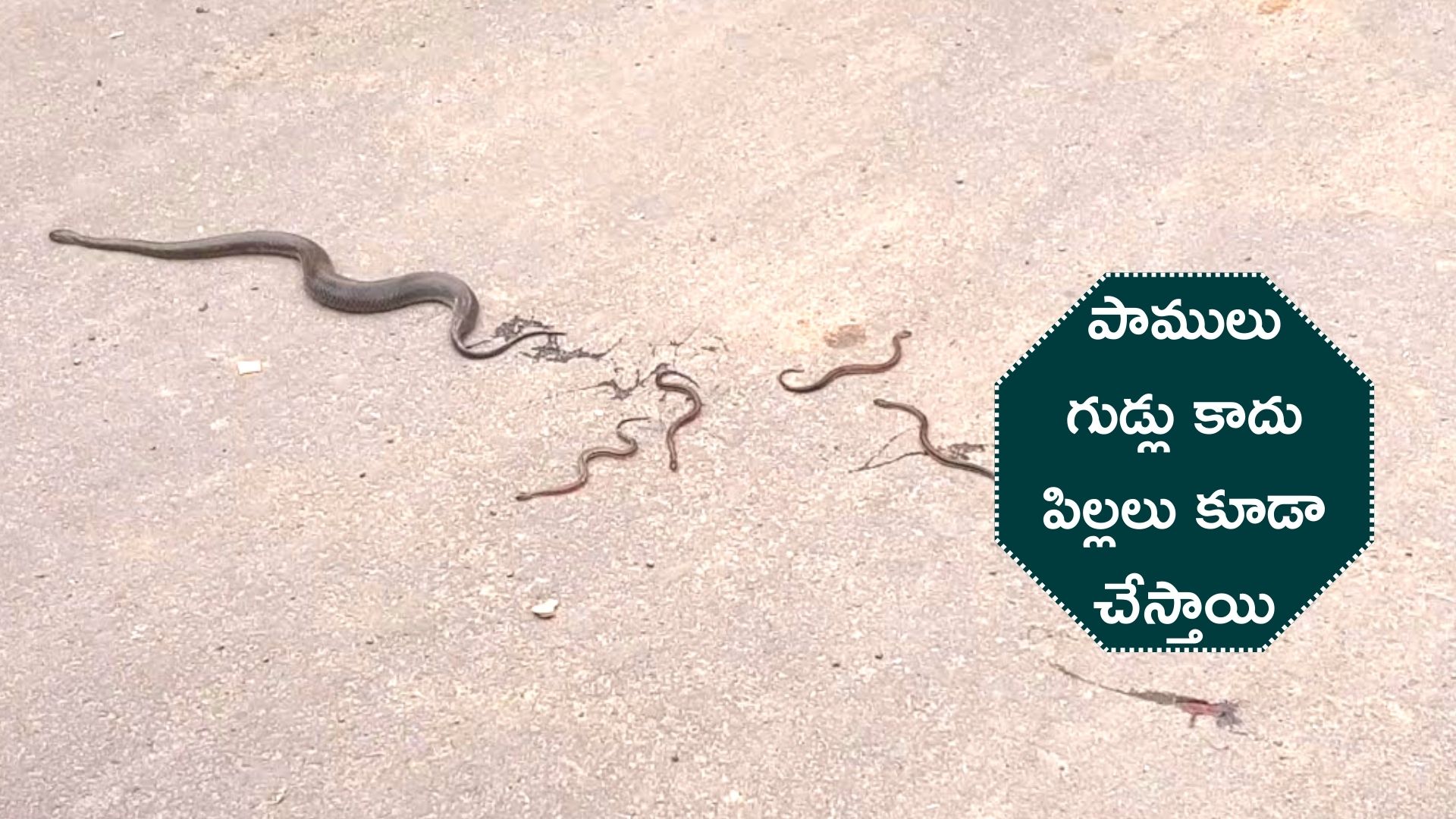 How Do Snakes Give Birth Even Babies Do Without Snakes Hatching Eggs