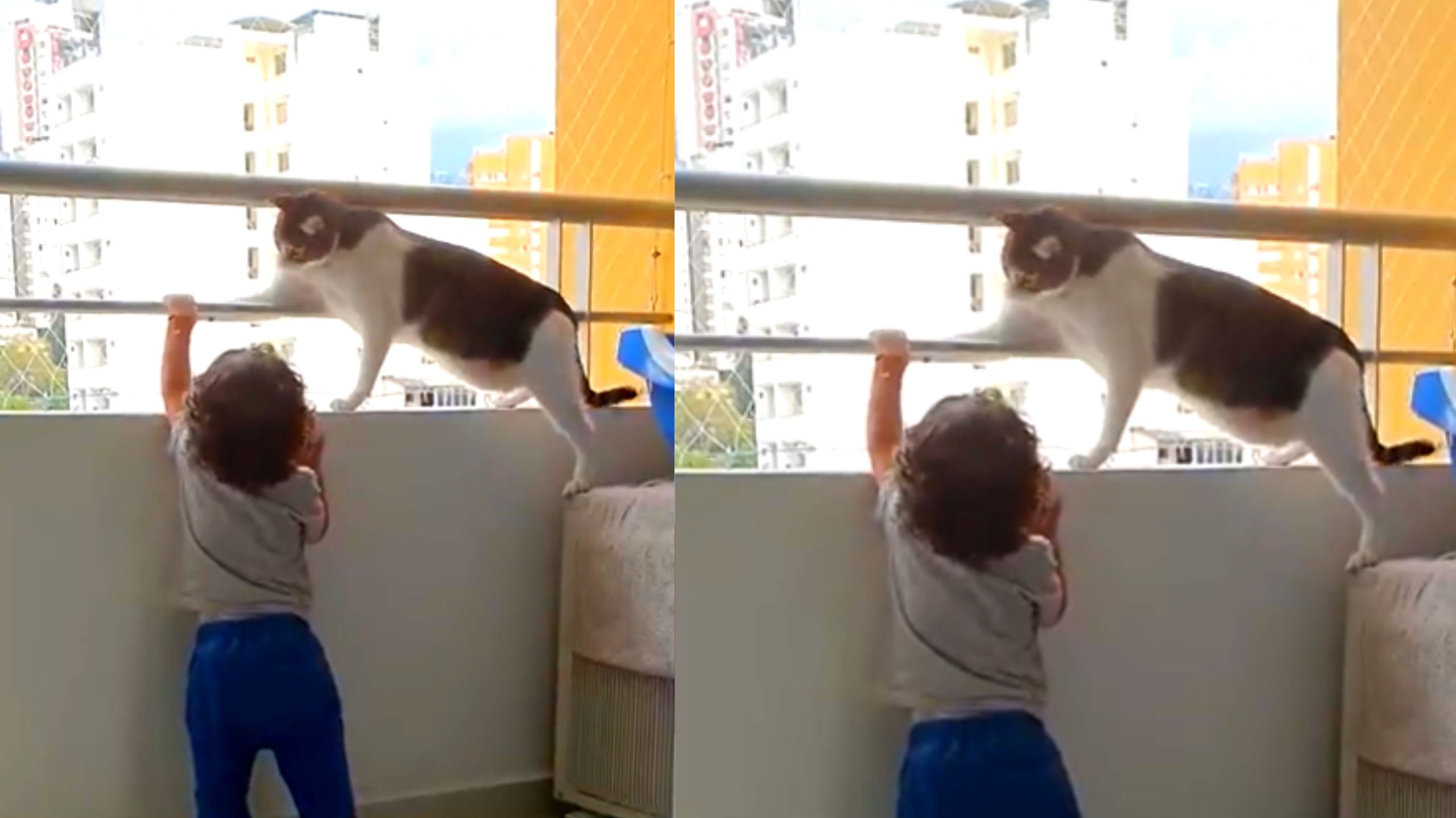 Viral Cat Video 2022: White Cat Saved The Baby From Falling From The ...