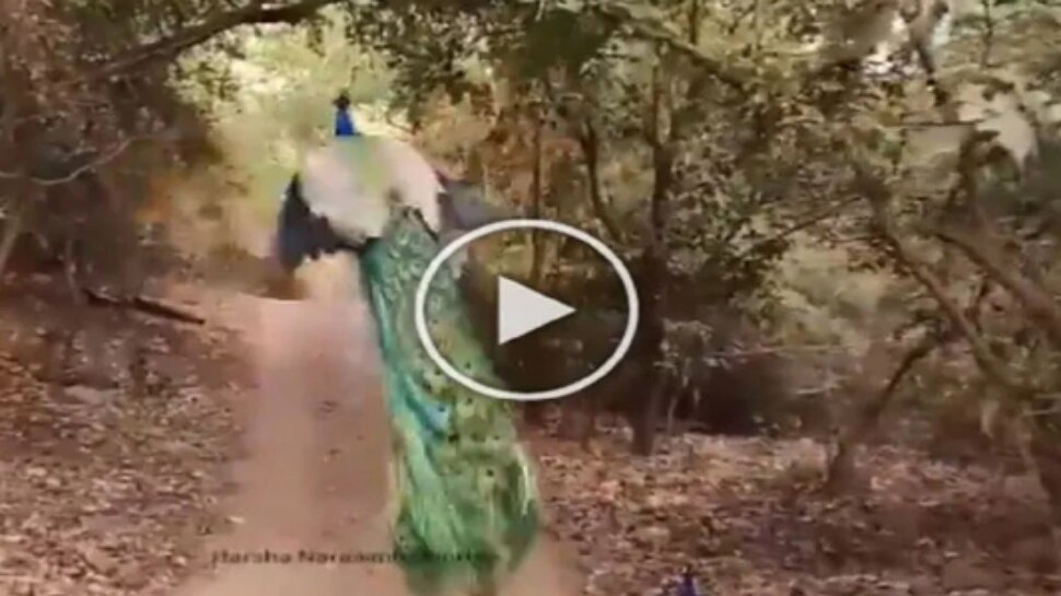 Peacock Flying Video: ఇంత అందంగా ఎగిరే నెమలిని  ఎప్పుడైనా చూశారా..