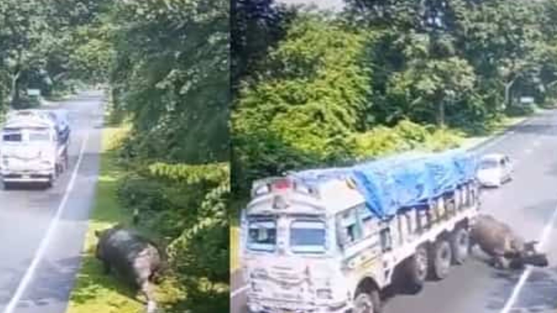 Rhino Hit Truck: ట్రక్కును ఢీకొట్టిన ఖడ్గమృగం.. సహించేది లేదంటున్న అస్సాం సీఎం!