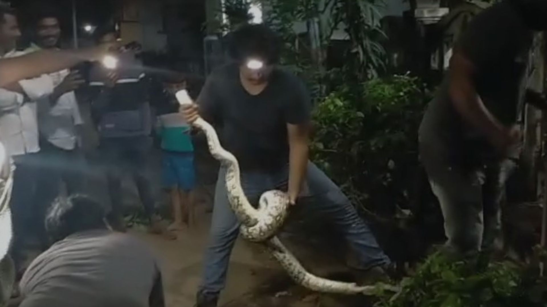 Python Anakapalle Viral Video: 10 Feet Python Rescued from Anakapalle ...