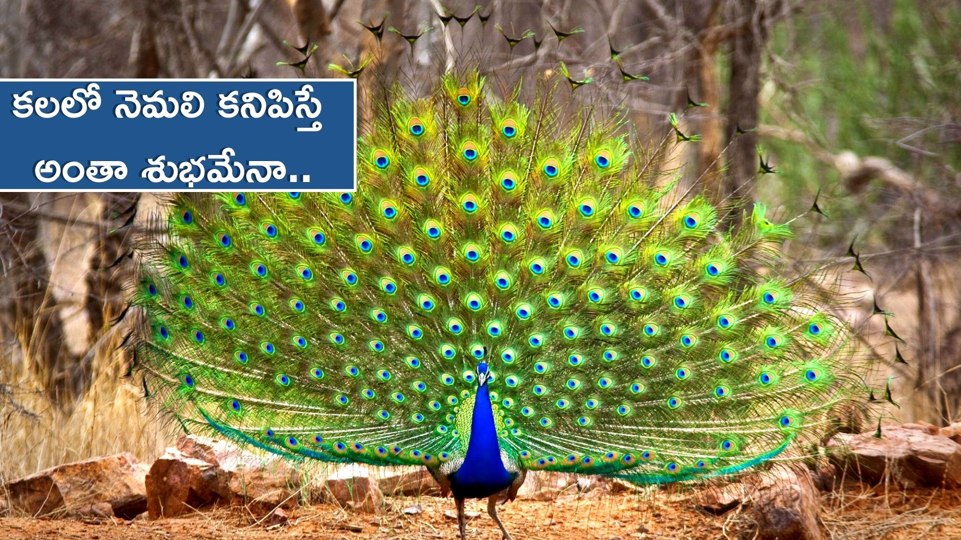 Seeing Peacock: ఇలా కలలో నెమలి కనిపిస్తే నిజంగా ధనవంతులవుతారా..?