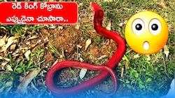 అతిభయంకరమైన రెడ్ కింగ్ కోబ్రాను ఎప్పుడైనా చూసారా.. లేదంటే ఈ వీడియో చూడండి!