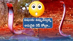 మీకు తెలుసా.. రెడ్ కింగ్ కోబ్రా కాటువేయకుండానే ఉమ్మేసే వేటాడుతుందని..? 