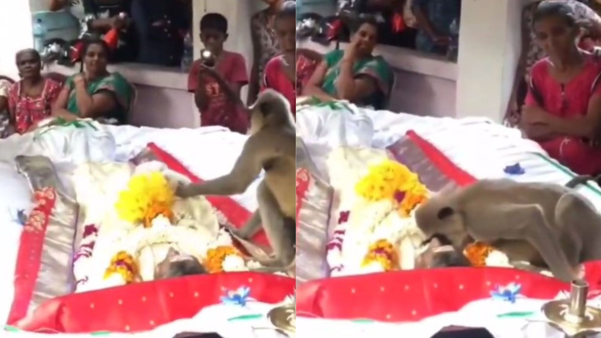 Langur Viral Video: కన్నీరు పెట్టిస్తున్న కొండముచ్చు వీడియో.. యజమాని మరణం జీర్ణించుకోలేక తల్లడిల్లిన మూగజీవం 