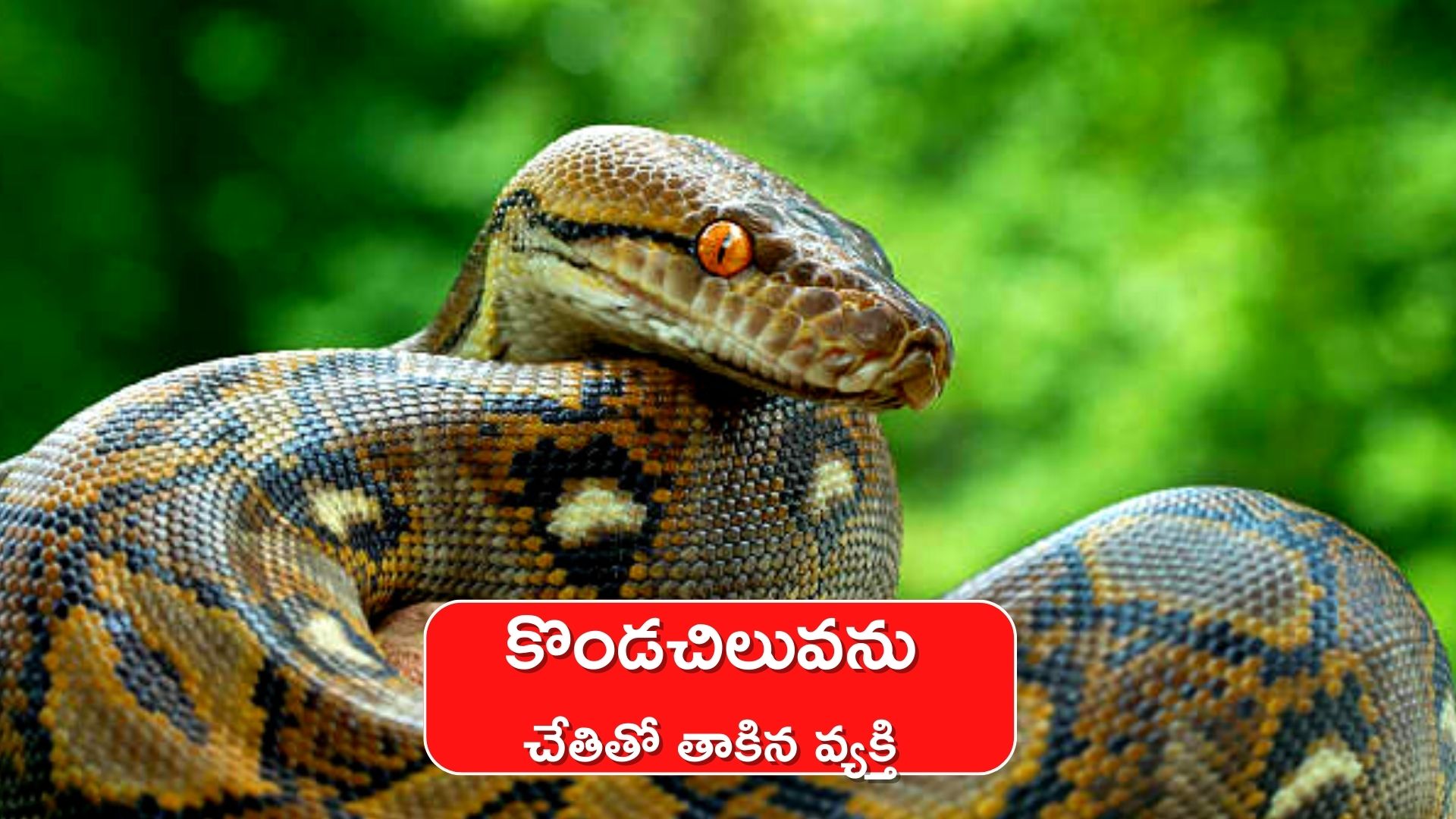 Giant Python Viral Video: నీ ధైర్యానికి దండంరా సామీ.. భారీ పైథాన్ ను ఎలా తాకాడో చూడండి! గూస్ బంప్స్ పక్కా