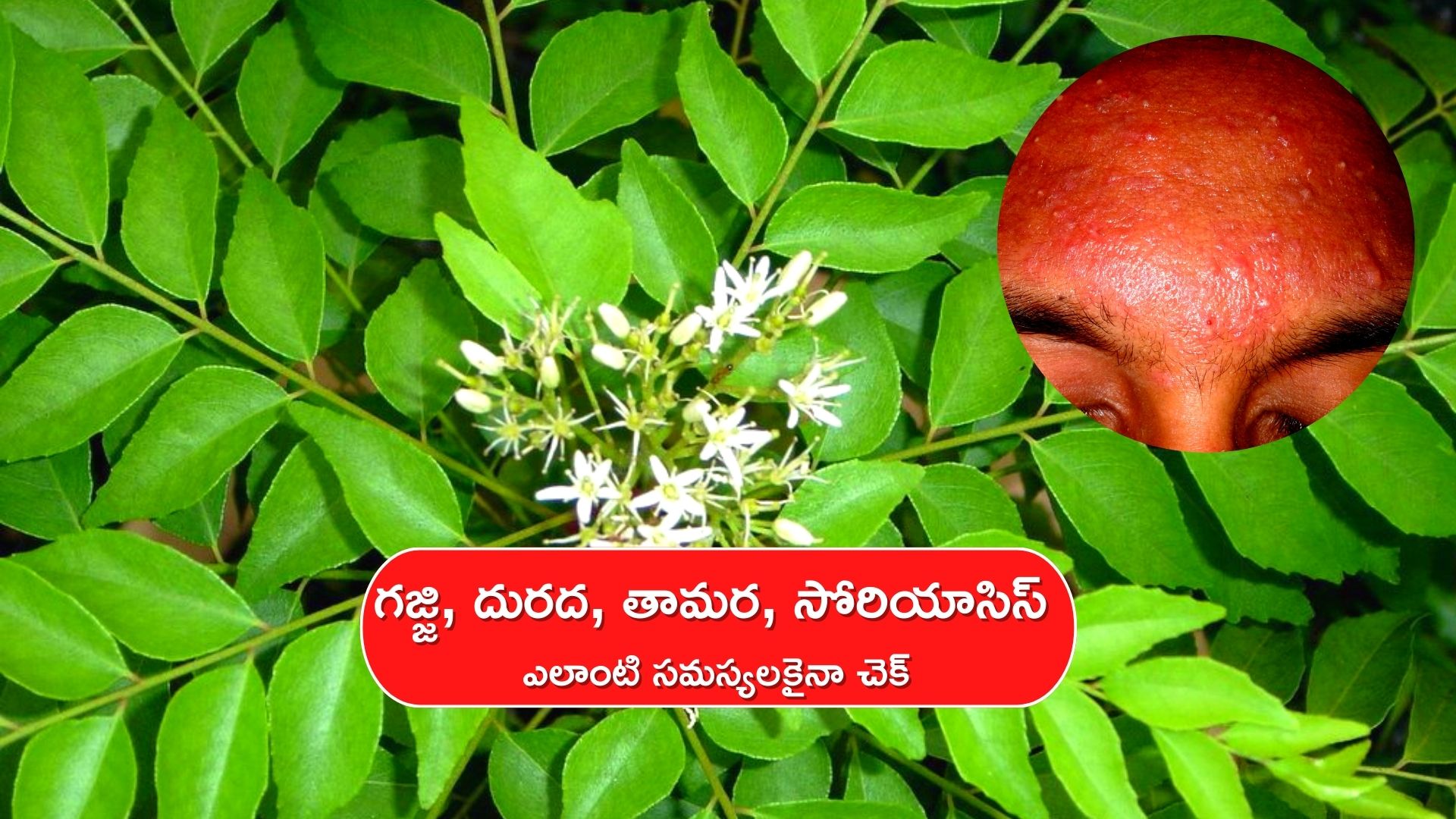 curry-leaves-for-skin-care-if-you-take-bath-with-curry-leaves-mixed-in