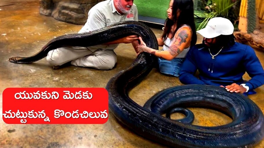 20 Foot Giant Python Viral Video: 20 Foot Python Wrapped Young Man Neck ...
